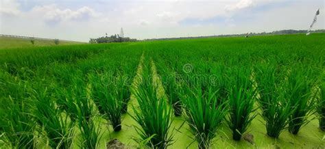 Padi sawah / rice field stock photo. Image of flower - 220544614