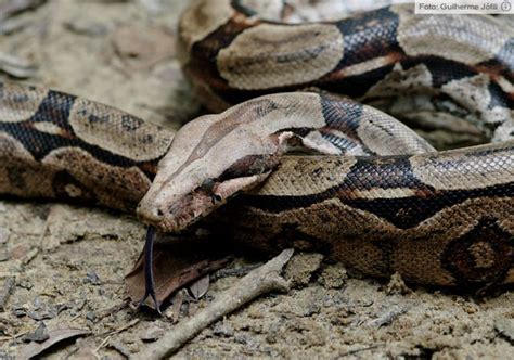 As Maiores Cobras Do Mundo Descubra O Poder Do O Joguinho Do Tigre