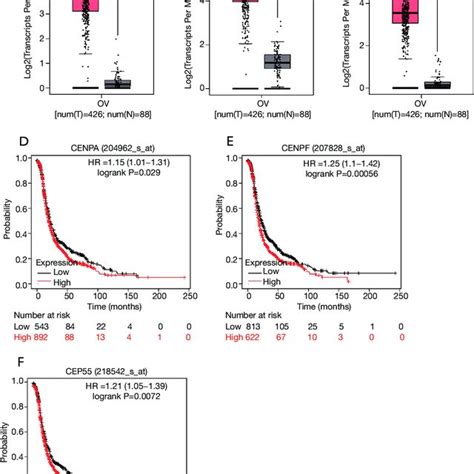 Knockdown Of Cenpa Inhibits The Proliferation Of Ovarian Cells A The