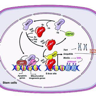 The Sirt C Myc Positive Feedback Loop In Cancer Cells Sirt Mediated