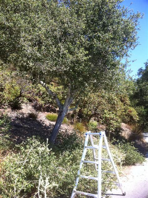 Pruning - a Small Live Oak Tree