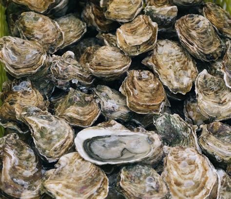 Oyster Shell Pictures | Download Free Images on Unsplash