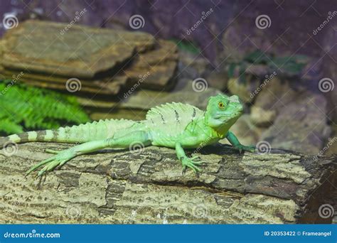 Little Lizard On A Stick Stock Photo Image Of Reptile 20353422