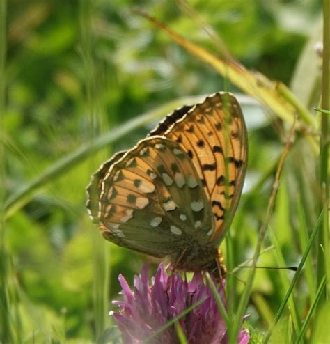 Photo Dark Green Fritillary Speyeria Aglaja Observation Org