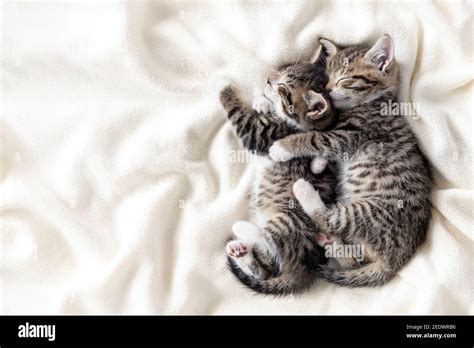 Two Small Striped Domestic Kittens Sleeping Hugging Each Other At Home