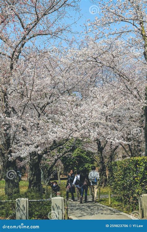 A White Cherry Blossom , Sakura Flower, Nijo Castle Editorial Photo - Image of close, green ...