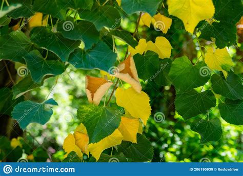 Fresh Leaves and Flowers of Tilia Cordata Tree Stock Image - Image of flowers, spring: 206190939