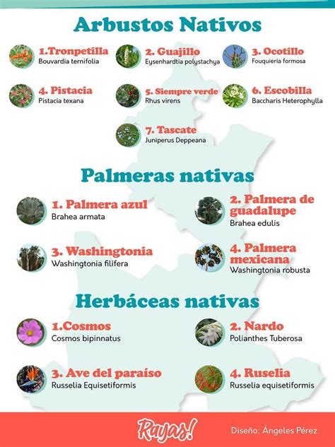 Los Rboles Y Especies Nativas Que Puedes Plantar En La Ciudad De Puebla