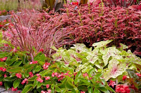 Grow A Coleus Hedge Garden Gate