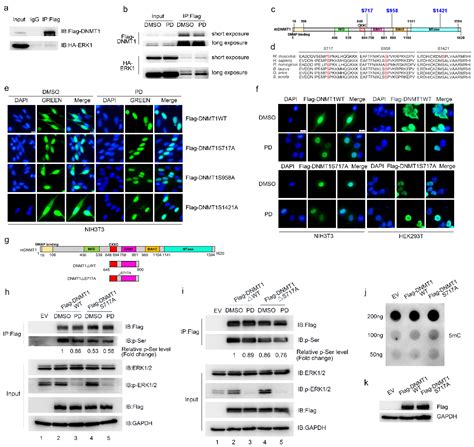 Ijms Free Full Text Pgc7 Regulates Genome Wide Dna Methylation By