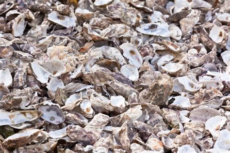 How To Feed Oyster Shells To Chickens Preparation And Benefits Chicken And Chicks Info