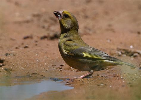 Mandy West Wildlife Photography Algarve Birds