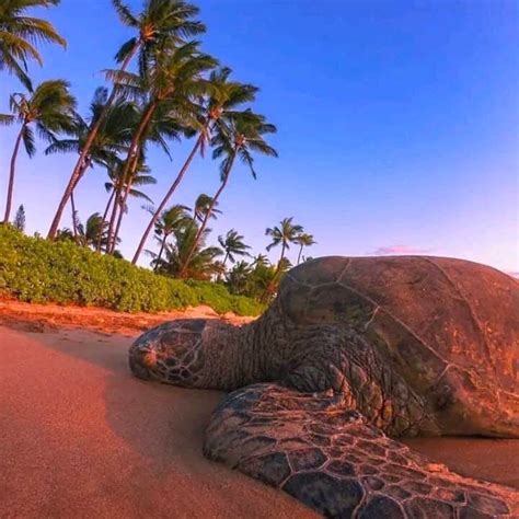 Turtles At Poipu Beach Poipu