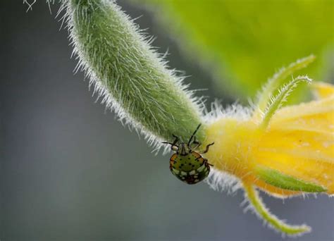 Vegetable Crops Are Highly Susceptible To Pests And Diseases Leading