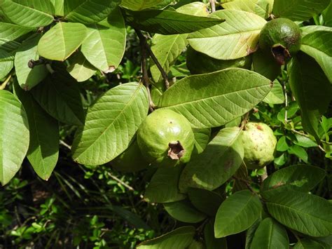 Psidium Guajava Leon Levy Native Plant Preserve