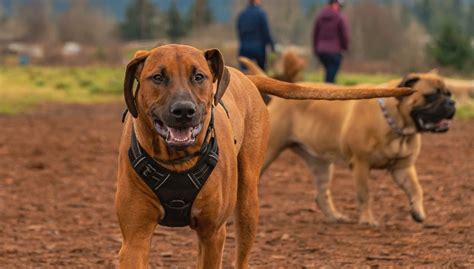 The Red Dog Breed Parade: Unveiling the 15 Most Eye-Catching Canines ...