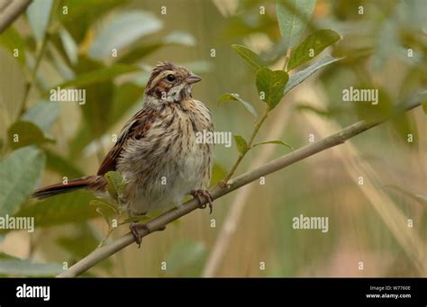 Female Reed Bunting Stock Photo - Alamy