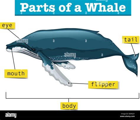 Diagram showing parts of whale illustration Stock Vector Image & Art ...