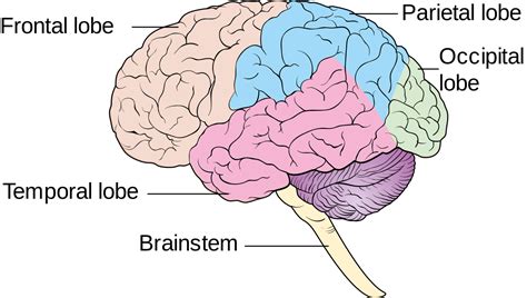 Free Brain Diagram Download Free Clip Art Free Clip Art On Clipart