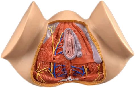 Amazon.com: LIOONS Female Perineum Anatomical Model Life Size Human