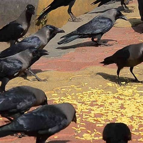 Crow Feeding – Astro Vastu Talks