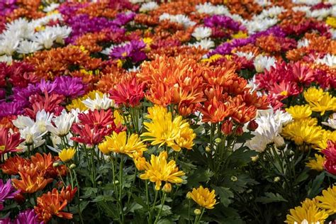 Qual Flor E Conhecida Como Monsenhor - Qual flor é conhecida como Monsenhor?