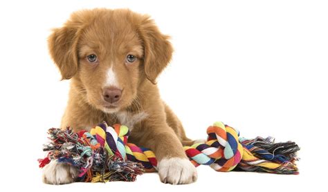 Top 50 Best Chew Toys For Puppies In 2018 As Rated By Pet Owners