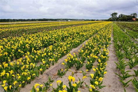 Field with flowers 23216251 Stock Photo at Vecteezy