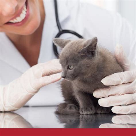 Upper Respiratory Infections In Cats Petlifeau