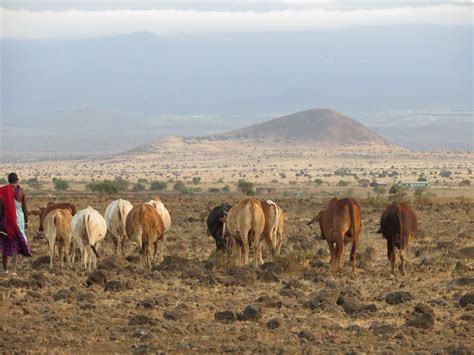 Maasai Culture: Cattle, Ritual, and Change | Water is Life Kenya