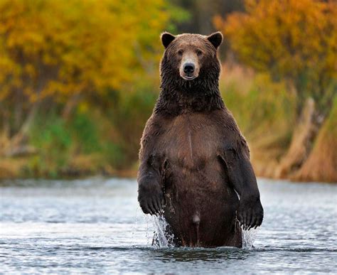 Медведь гризли: описание, где обитает, чем питается
