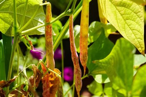 Haricot Grimpant Comment Le Cultiver Et L Entretenir Au Potager