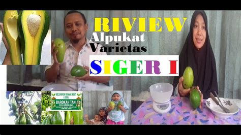 Review Buah Alpukat Varietas Siger Lampung Timur Youtube