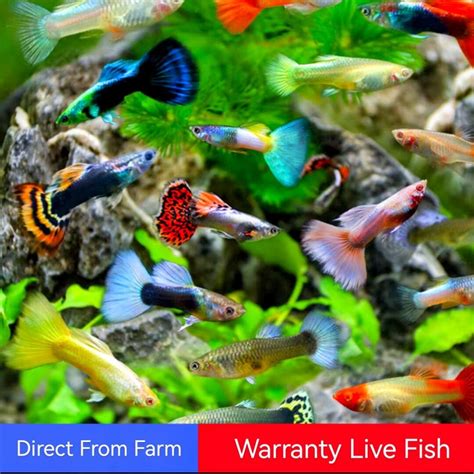 Premium Assorted Guppy Or Pairs Ready Breed Lazada