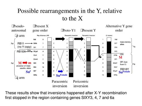 Ppt The Evolution Of Sex Chromosomes Similarities And Differences