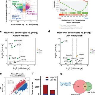 Dynamic Localization Of Srsf In Mouse Oocytes Af Srsf Is Highly