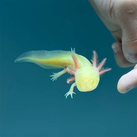 Gfp Albino Melanoid Axolotl Axolotls For Sale Axolotl Planet