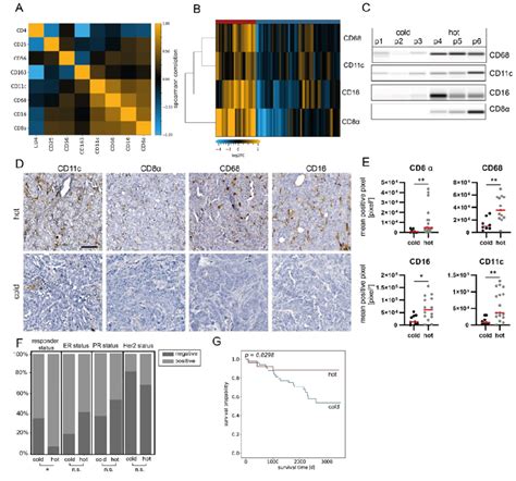 Sample Stratification Based On Immune Marker Assessment A Download Scientific Diagram