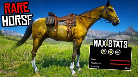 proper      fastest gold turkoman horse rdr  youtube