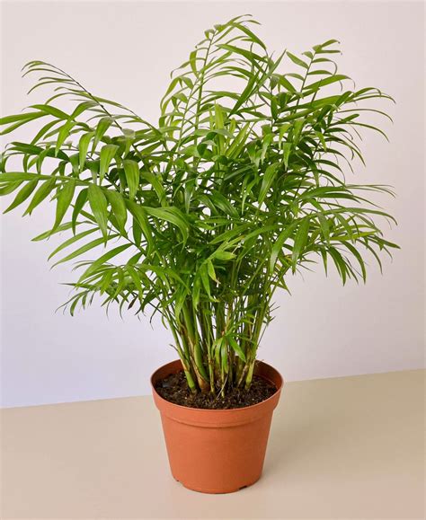 Houseplant Palms Are Perfect For Adding A Bold Tropical Touch To Your Home Theres A Variety