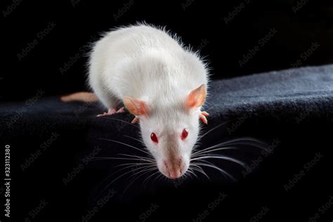 White albino pet rat with red eyes on black background Stock Photo ...