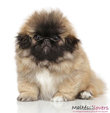 Pekinés tamaño pequeño Bichón Maltés Lovers