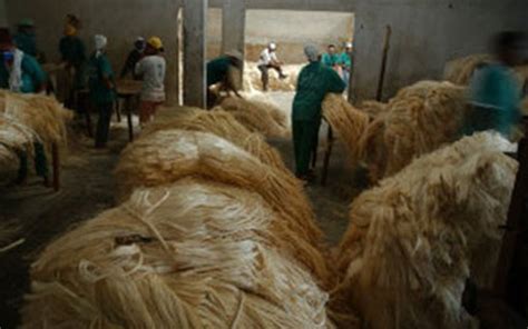 Moderniza O Da Cadeia Produtiva Do Sisal Vai Abrir Novos Mercados