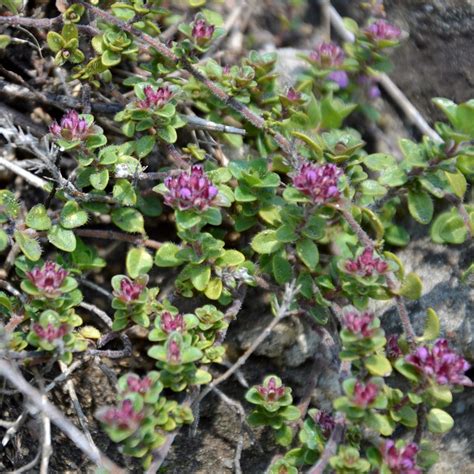 Frühblühender Thymian Thymus Praecox Picturethis