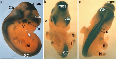 Whole Tissue Staining Of An E13 Embryo A Side View Of The Embryo Download Scientific