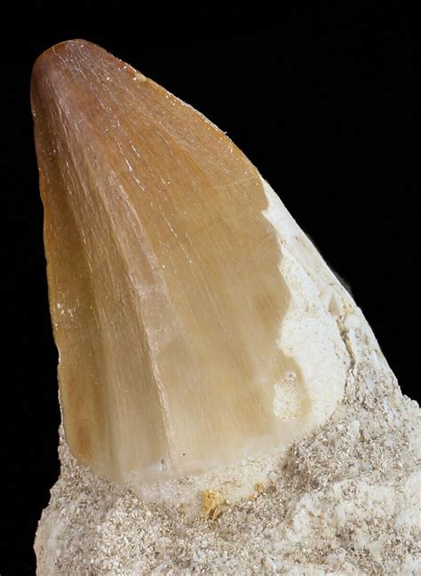 1 4 Mosasaurus Tooth In Rock Morocco 70470 For Sale FossilEra