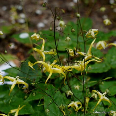 Epimedium membranaceum - Vyšniauskų gėlės