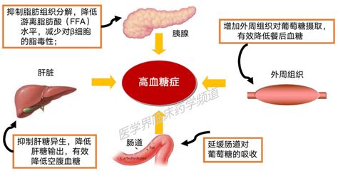 8张图读懂8类降糖药物机制 一目了然！