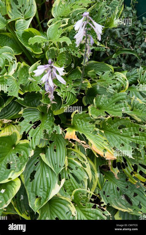 Garden Hosta In Flower Showing Slug Damage Stock Photo Alamy