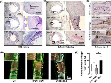 Histologic And Radiographic Evaluation Of Tracheal Cartilage